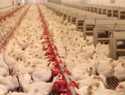 Customized ERP Solutions for Profitable Poultry Business